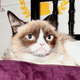 Illustration for article titled Cat Videos Are Basically an Industry Now